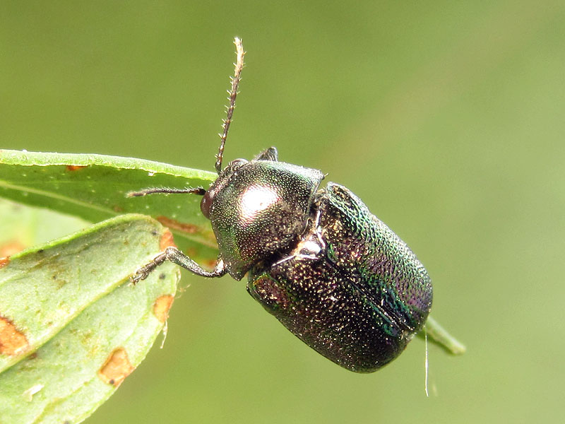 Cryptocephalus aureolus? Forse C. transiens, Chrysomelidae